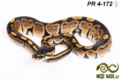 hadi na prodej, mládě, český chov hadů, odchov hadů, mojihadi.cz, Python regius, ballpython, krajta královská,het Desert Ghost